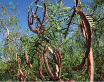 Mezquite y Huizache, árboles mexicanos que fertilizan nuestro suelo -  Asociación de Consumidores Orgánicos